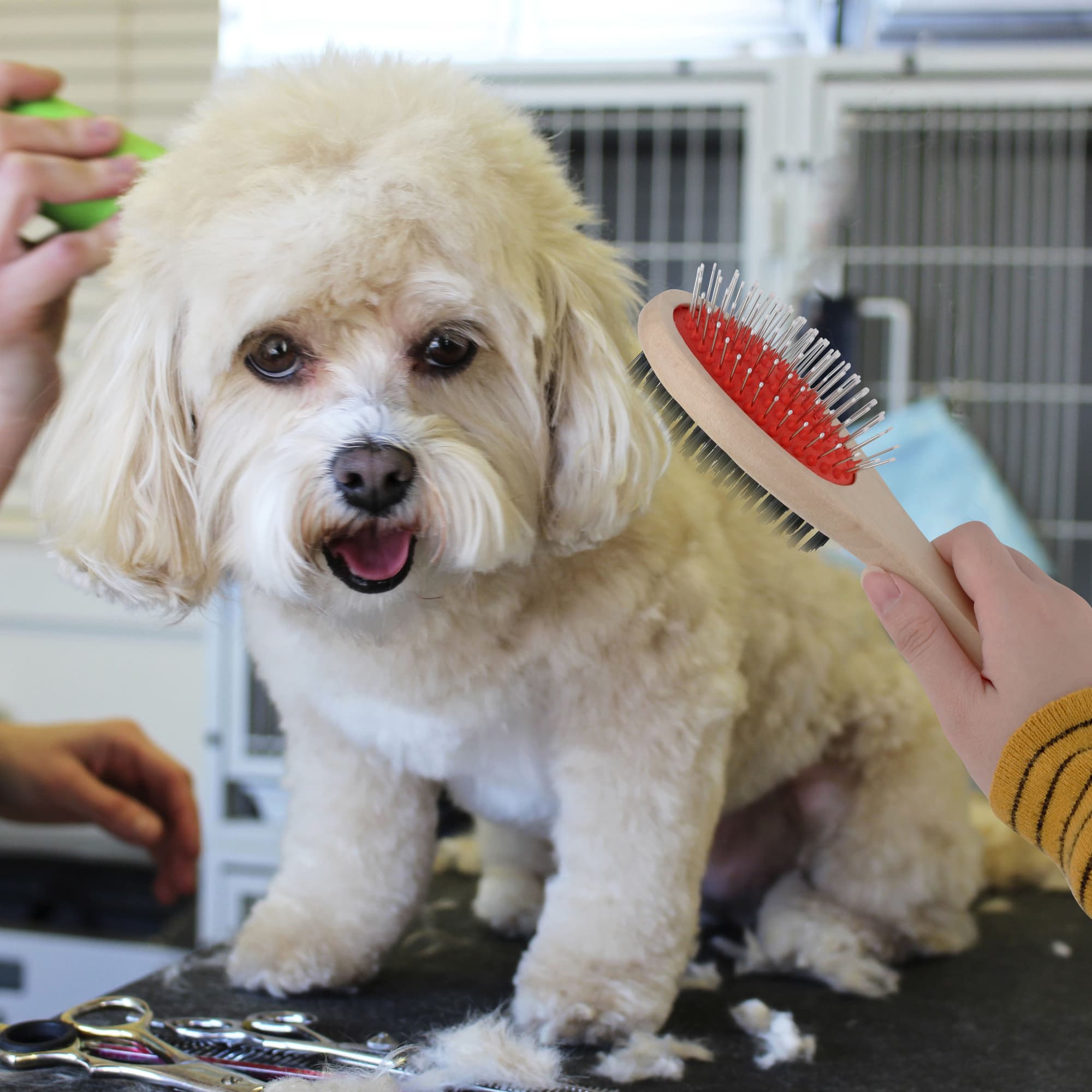 Pin and Bristle Pet Brush