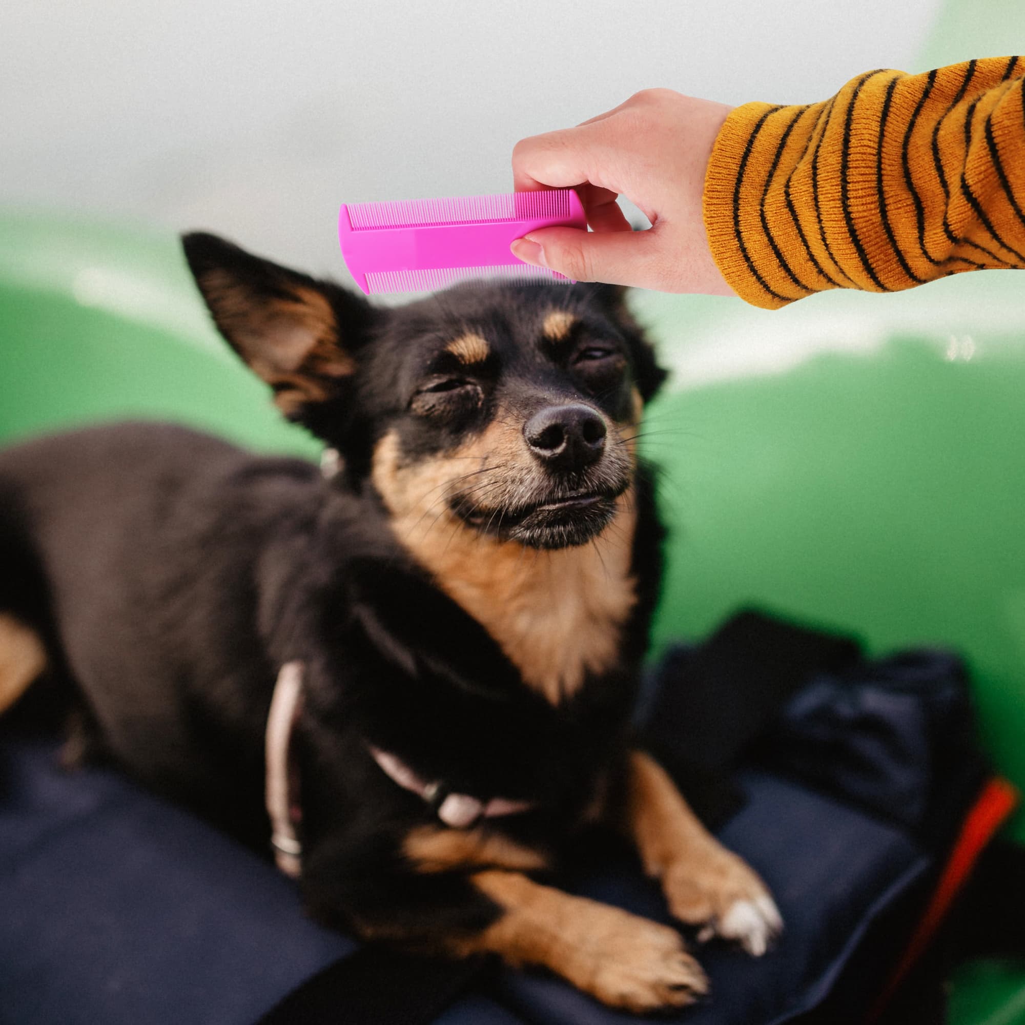 Pet Flea Comb
