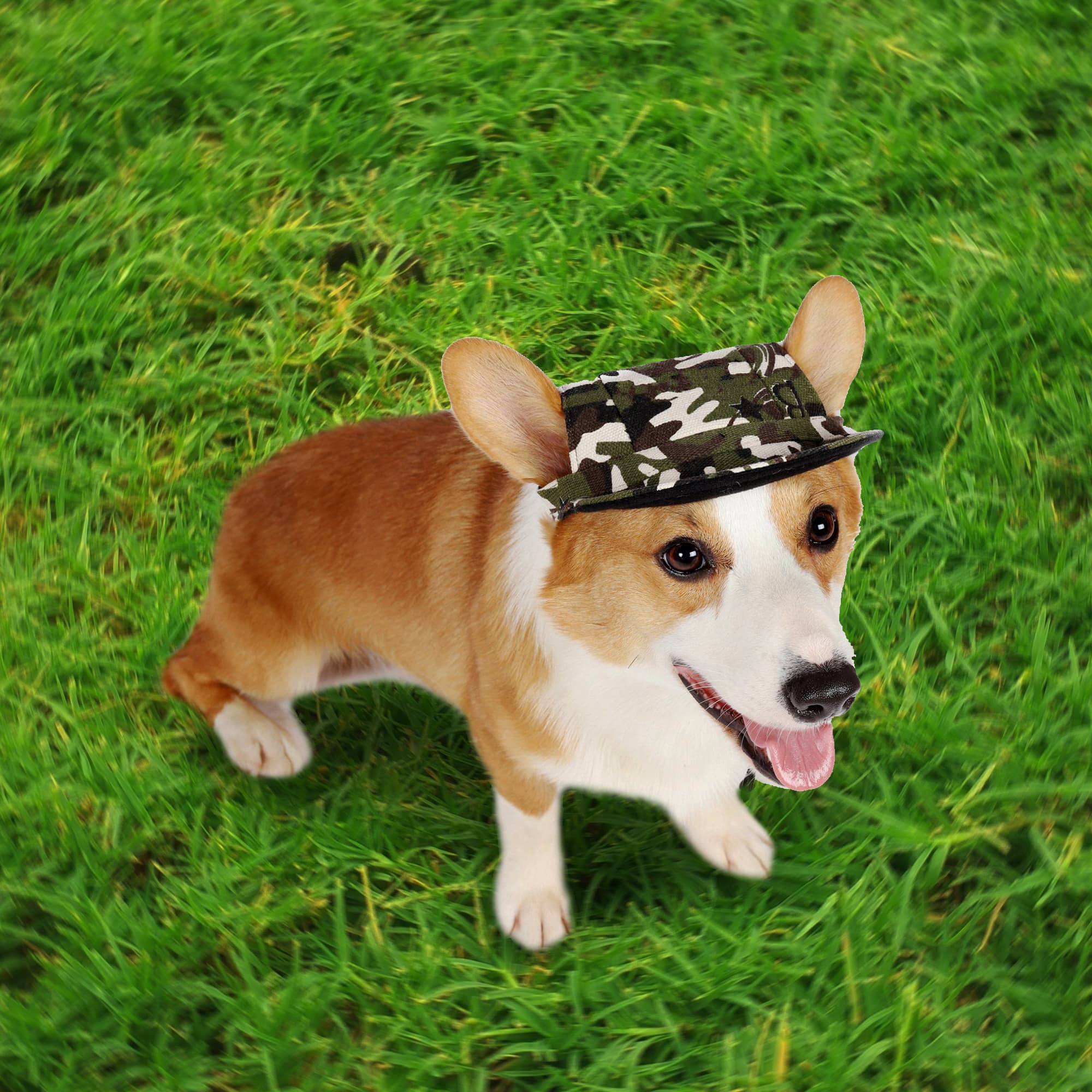 Dog Baseball Hat