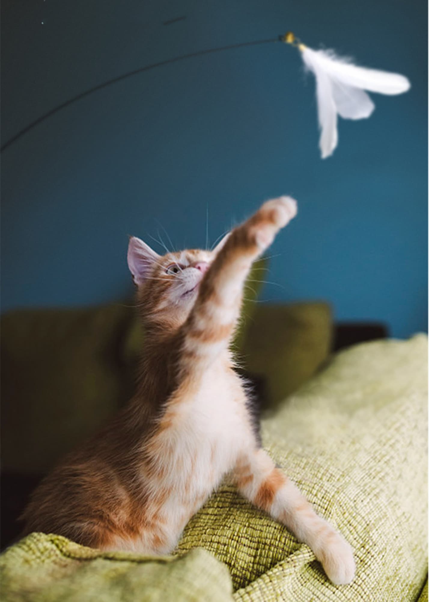 Funny Cat Stick