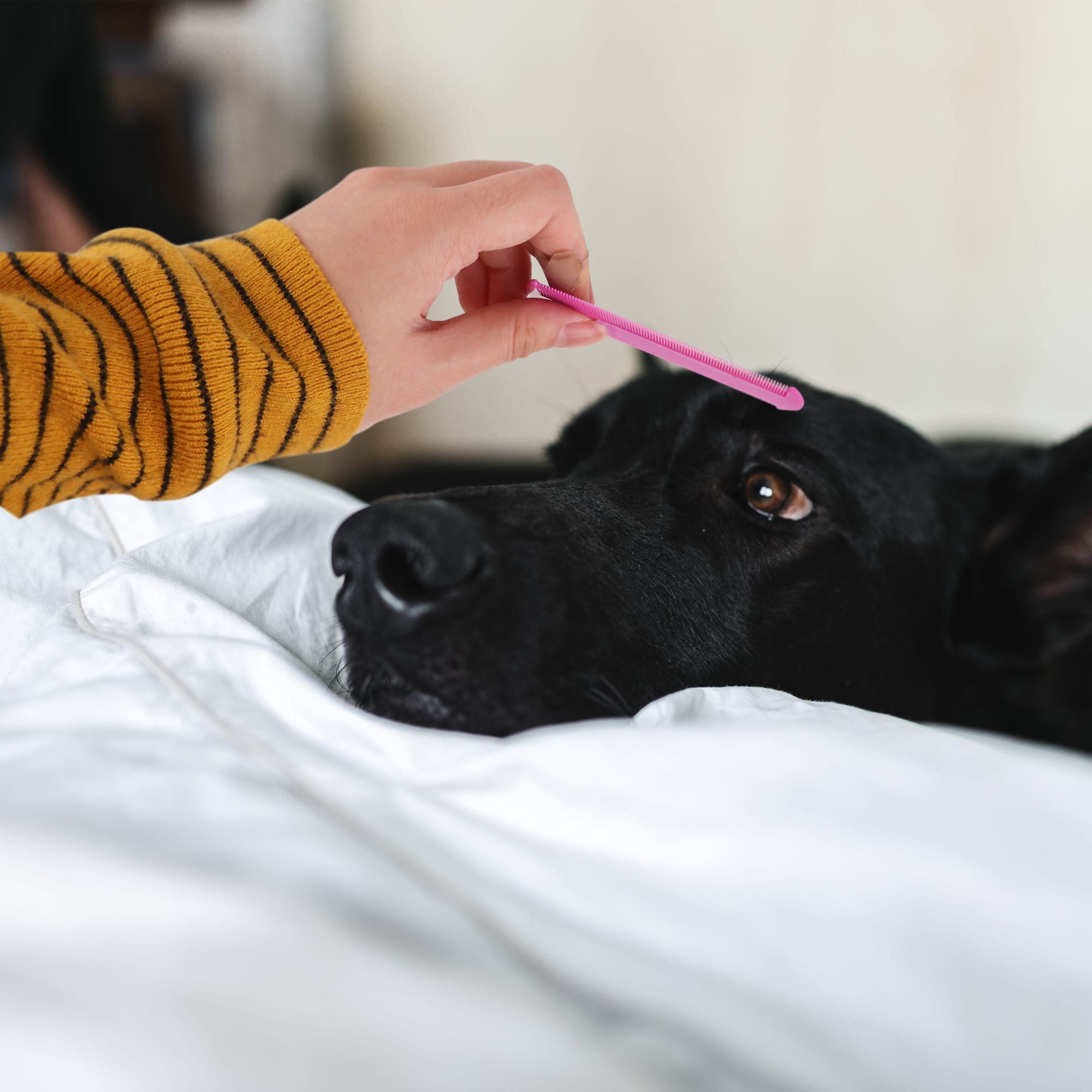 Pet Flea Comb