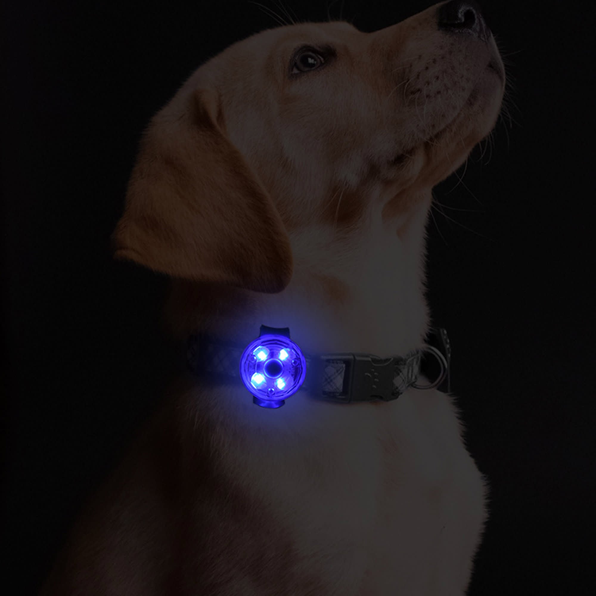 LED Pet Collar Light