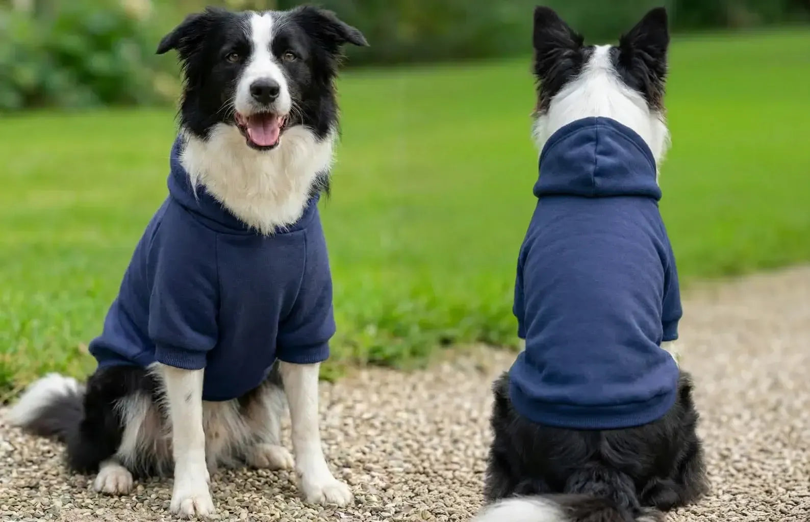Dog's Hoodie